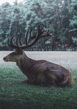 Deer on grass field