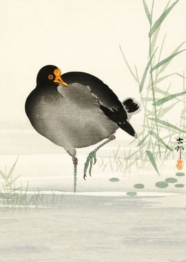 Moorhen in swamp woodblock