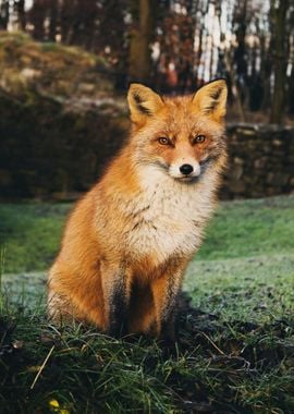 Fox Animal in the Forest