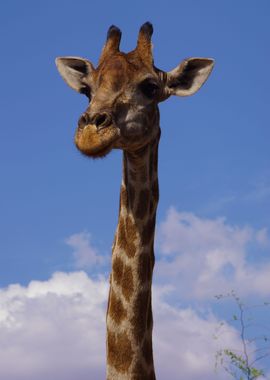 Giraffe long neck and Face