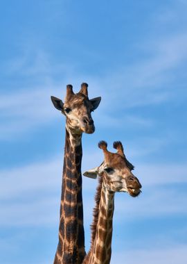 Two Giraffes long neck 