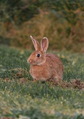 Brown Rabbit