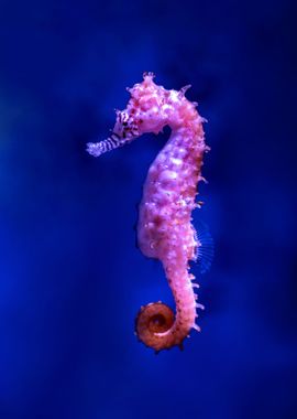 Seahorse in water