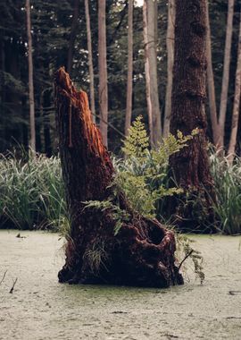 Swamp fern