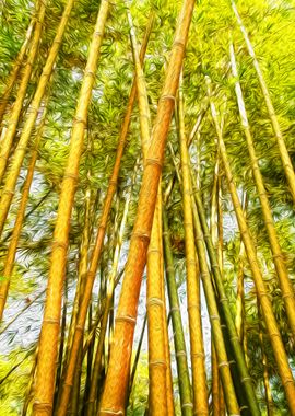 Bamboo Forest