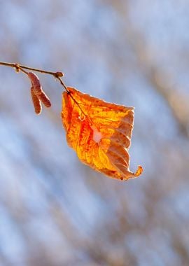 Orange Leaf In Winter