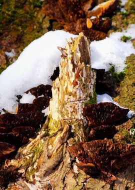 Abstract Of An Old Tree