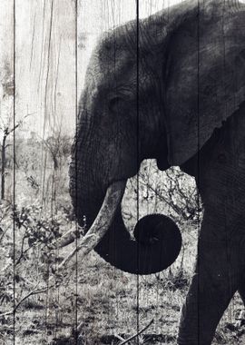 Elephant Art