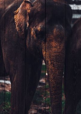 Elephant Art