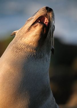 California Sea lion