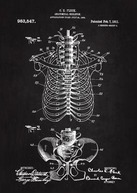 1911 Anatomical Skeleton 