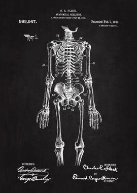 1911 Anatomical Skeleton 