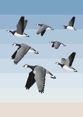 Barnacle Geese