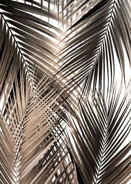 Golden Brown Palm Leaves 1