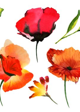 Poppies 09