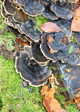 Trippy mushrooms on tree