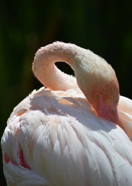 Pink flamingo