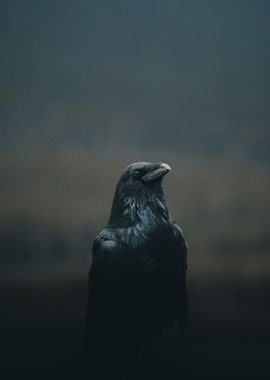 The Raven