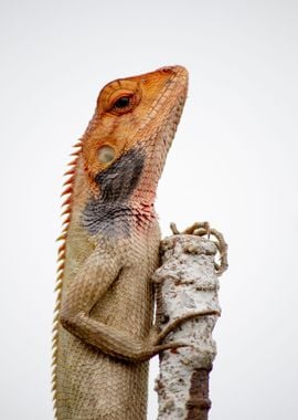 lizard on stone