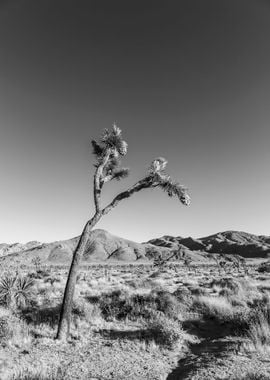 Monochrome Joshua Tree