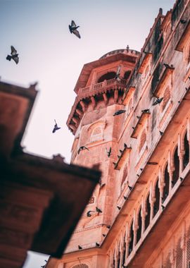 bird above building