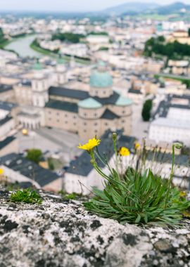 Dandelion over Salzburg