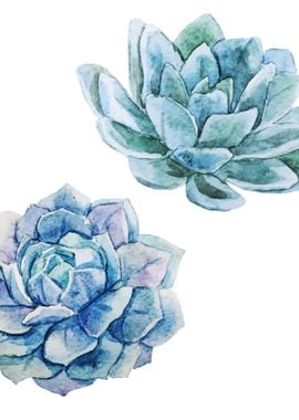 Succulents 02