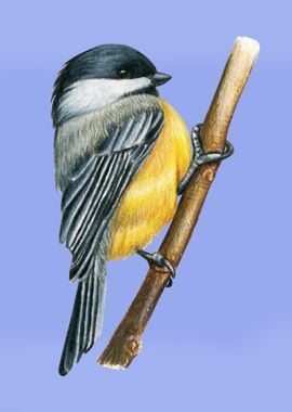 Chickadee bird