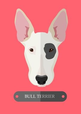 bull terrier dog