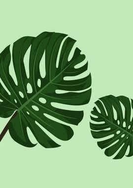 Monstera Deliciosa Leafs