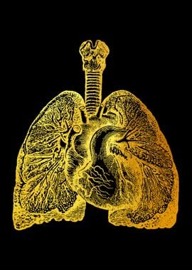 Lungs