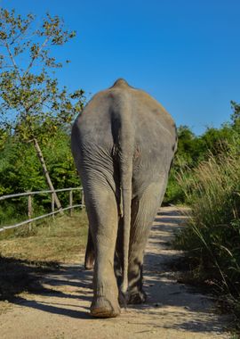 Elephant Jungle Sanctuary