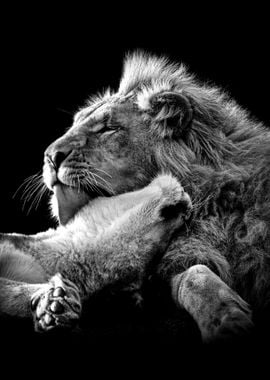 Lions Love black and white