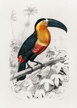 Toucan Ramphastos