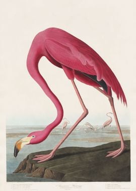 Pink Flamingo from Bird