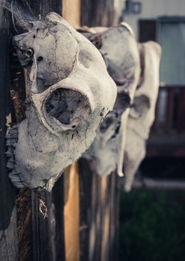 three skulls