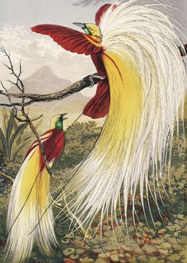 The Bird of Paradise