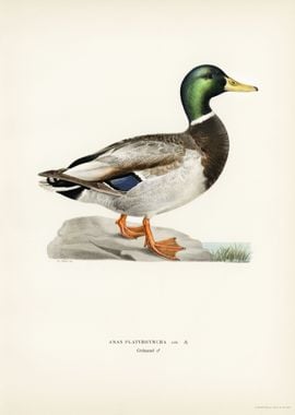 Mallard male Anas plat