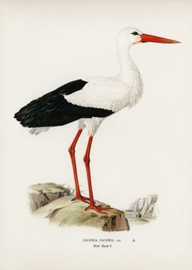 White stork Ciconia