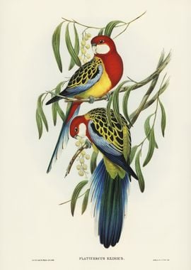 Rosehill Parakeet