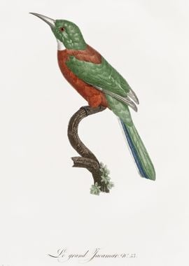 Great Jacamar