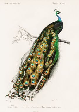 Indian peafowl