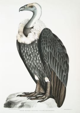 White backed Vulture