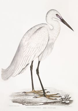 Indian white Heron 