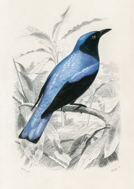 Square tailed drongo