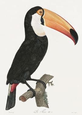 Toco toucan