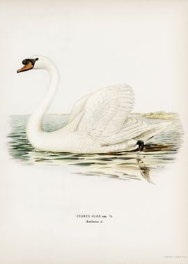 Mute Swan male Cygnus