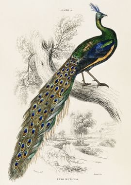 Male Peafowl Portrait