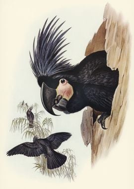 Great PalmCuckatoo