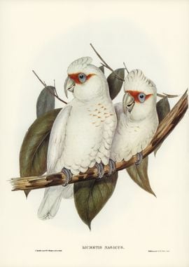 Longbilled Cockatoo